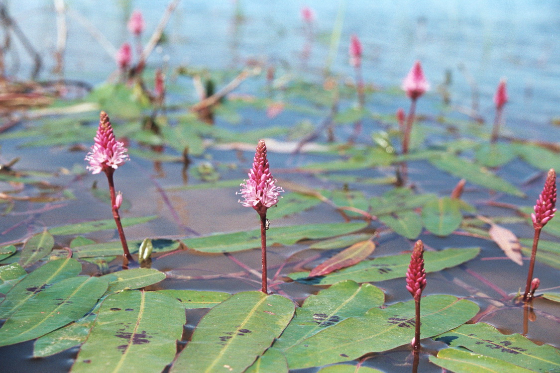 Изображение особи Persicaria amphibia.