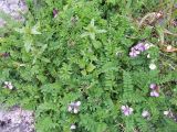 Astragalus subpolaris. Цветущее растение. Кольский полуостров, Восточный Мурман, губа Ярнышная. 20.07.2009.