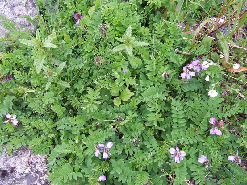 Image of Astragalus subpolaris specimen.