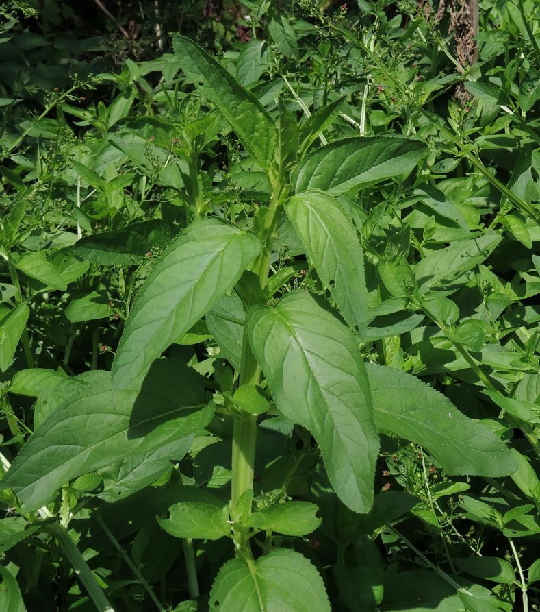 Изображение особи Scrophularia umbrosa.