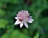 Astrantia maxima. Соцветие с кормящимися мухами. Карачаево-Черкесия, окр. пос. Домбай, долина р. Алибек, луговой склон. 29.07.2014.