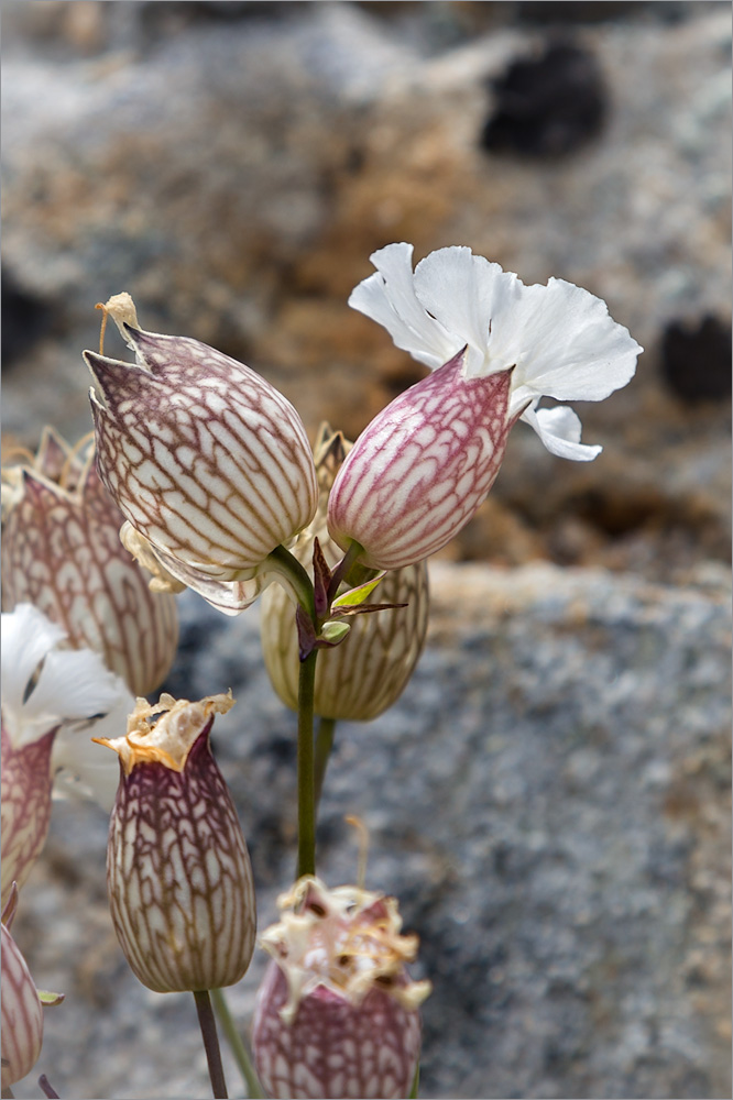 Image of Oberna uniflora specimen.