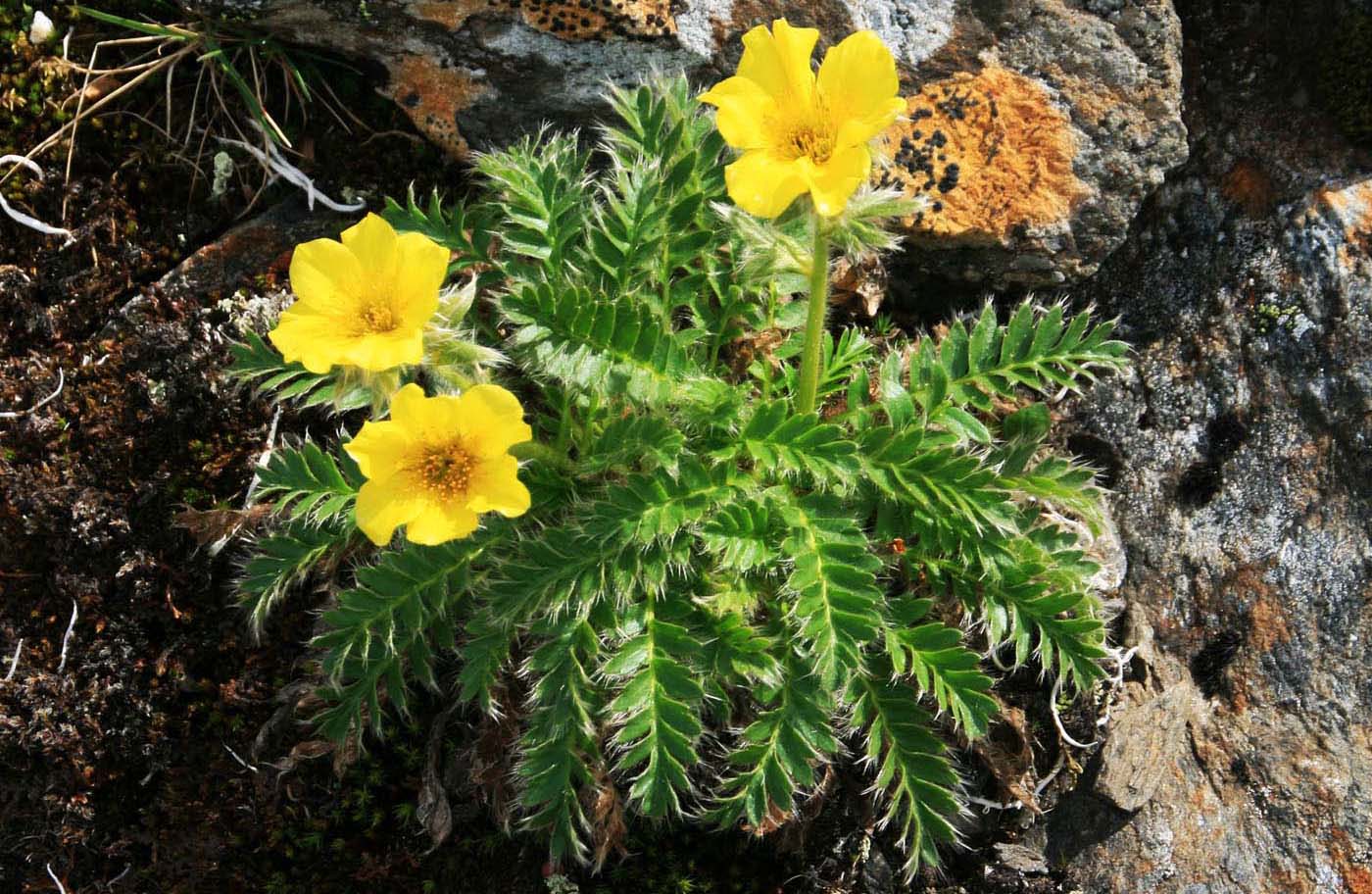 Изображение особи Novosieversia glacialis.