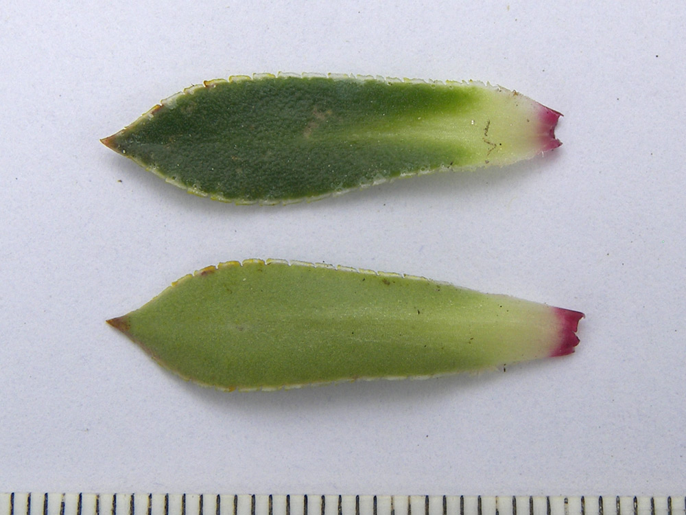 Image of Saxifraga kolenatiana specimen.