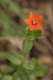 Anagallis arvensis