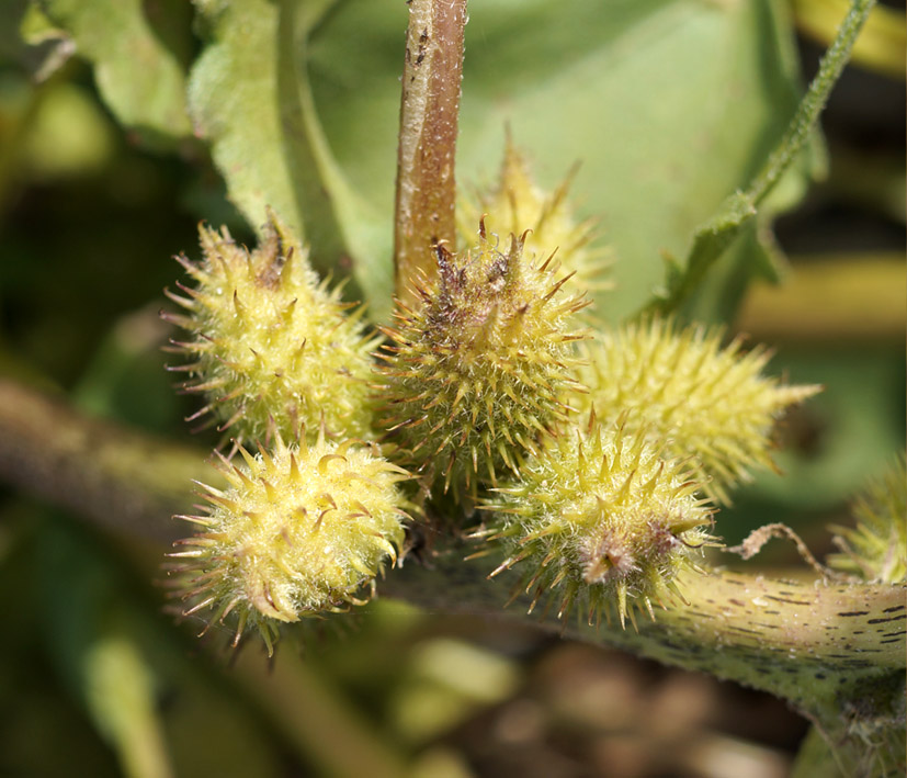 Image of Xanthium orientale specimen.