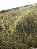 Stipa capillata