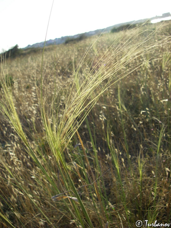Image of Stipa capillata specimen.