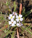 Dontostemon integrifolius. Цветки. Иркутская обл., Ольхонский р-н, западное побережье оз. Байкал, побережье Малого моря, окрестности базы \"Чара\". 27.06.2014.