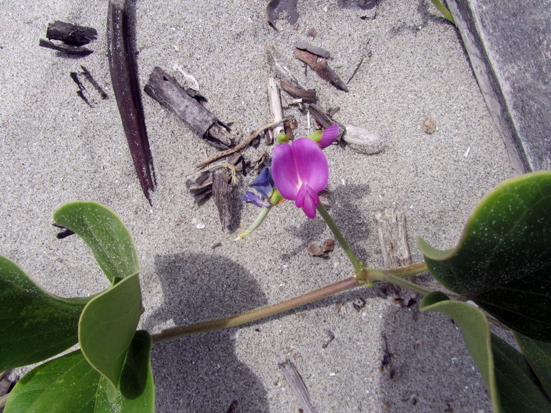 Image of Canavalia maritima specimen.