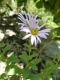 Aster ibericus. Верхушка цветущего растения. Крым, Ялта, ущелье Уч-Кош. 05.08.2009.