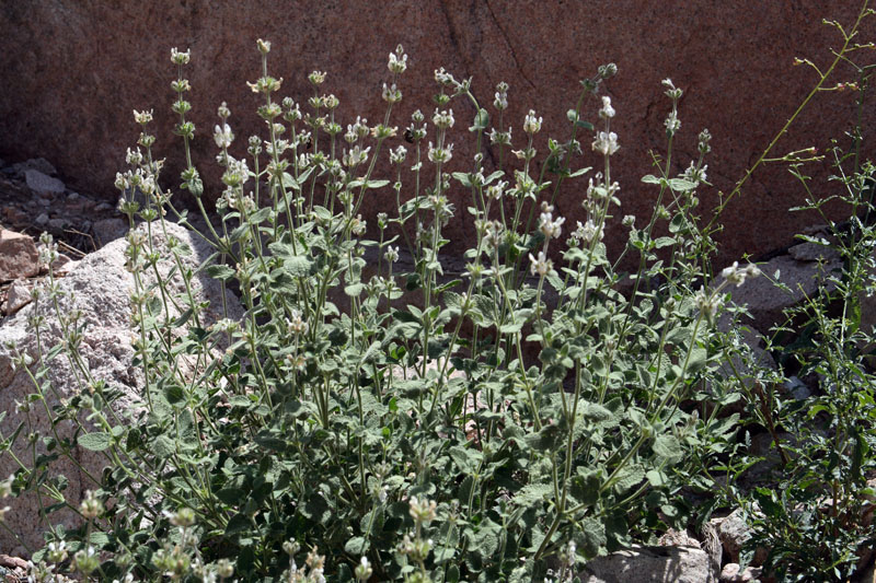 Image of Stachys hissarica specimen.
