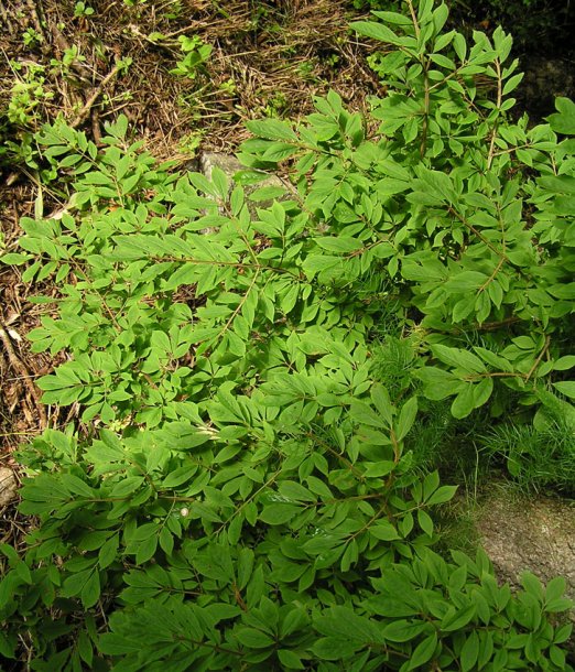 Изображение особи Euonymus sacrosanctus.