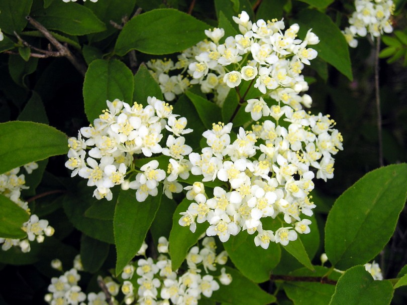 Image of Deutzia parviflora specimen.