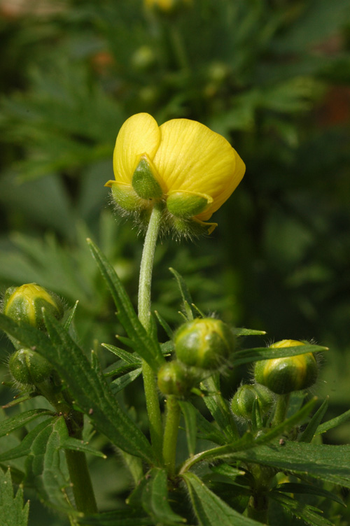 Image of Ranunculus grandifolius specimen.