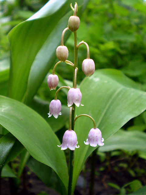 Изображение особи Convallaria majalis.