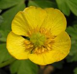 Ranunculus franchetii