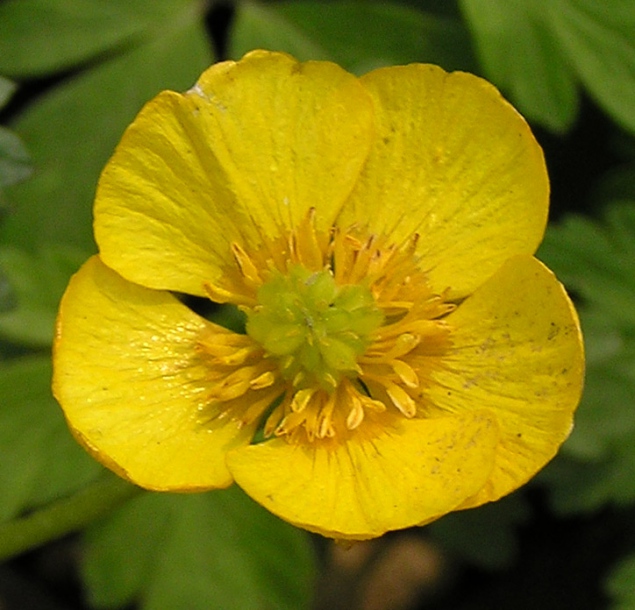 Изображение особи Ranunculus franchetii.