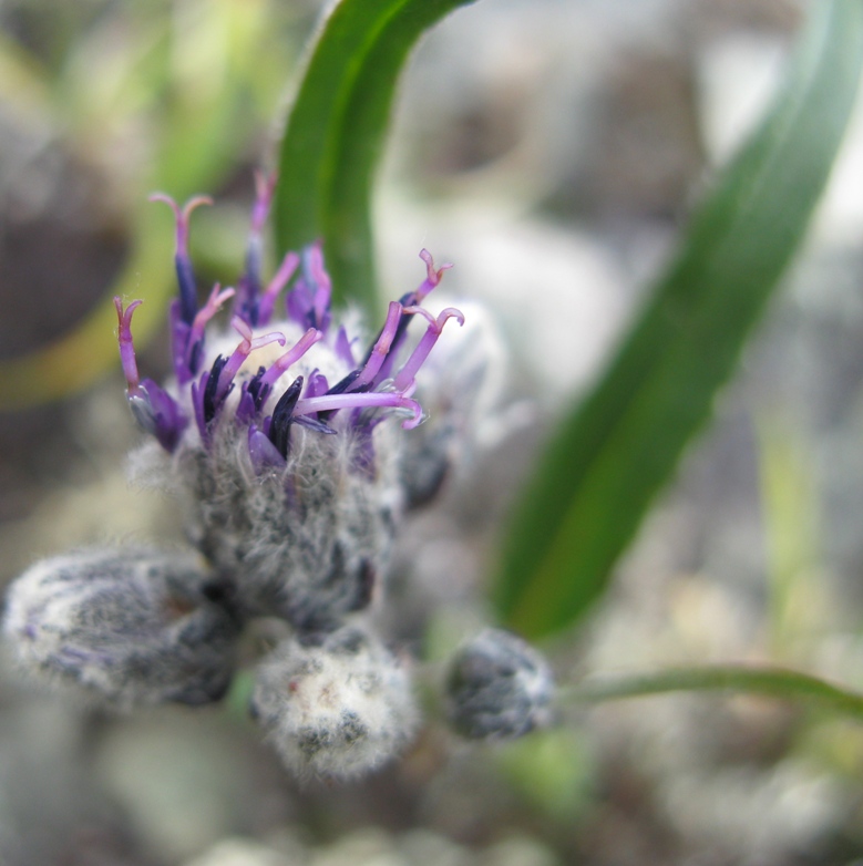 Image of Saussurea alpina specimen.