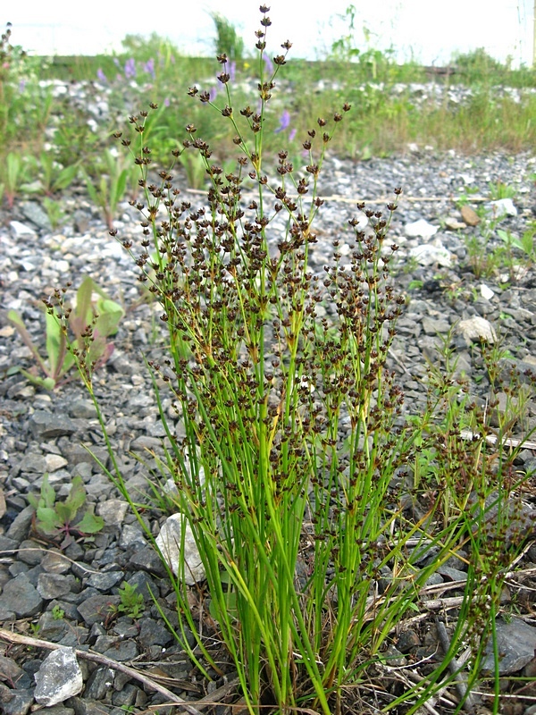 Image of Juncus alpino-articulatus specimen.