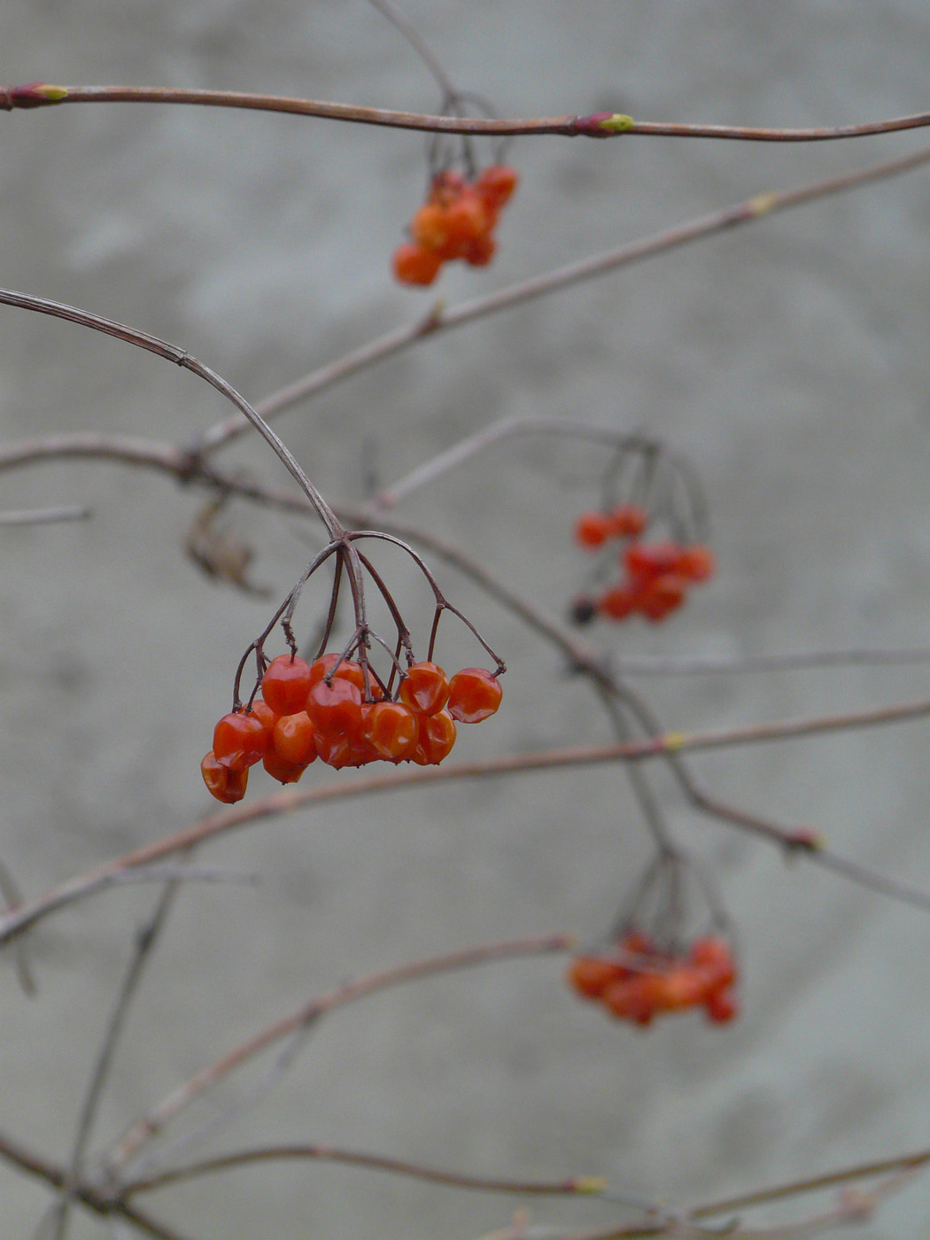 Image of Viburnum opulus specimen.