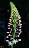 Eremurus robustus