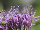 Allium suworowii