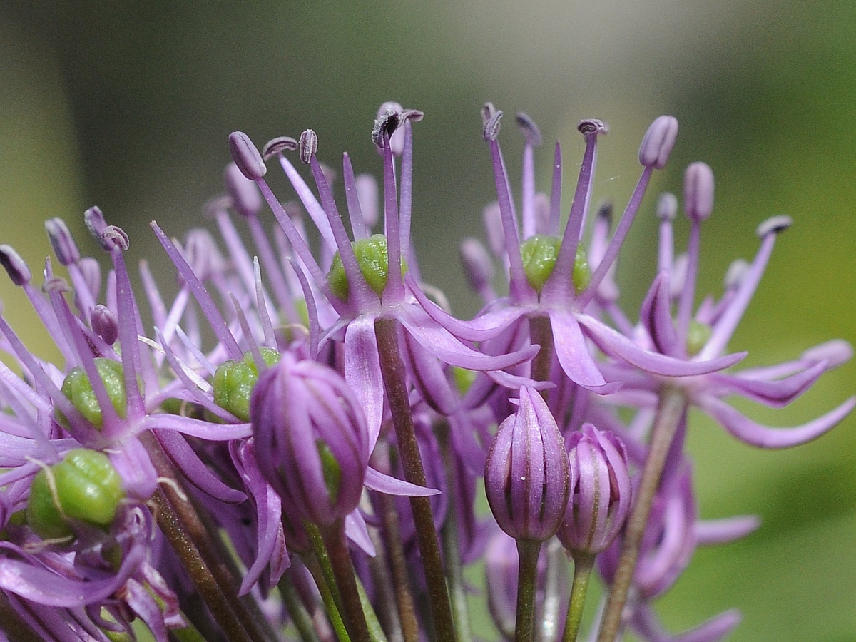 Image of Allium suworowii specimen.