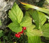 Rubus saxatilis. Верхушка плодоносящего растения. Адыгея, плато Лаго-Наки. 17.09.2015.