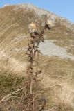 genus Cirsium. Плодоносящее растение в горной степи. Черногория, нац. парк Дурмитор. 14.10.2014.