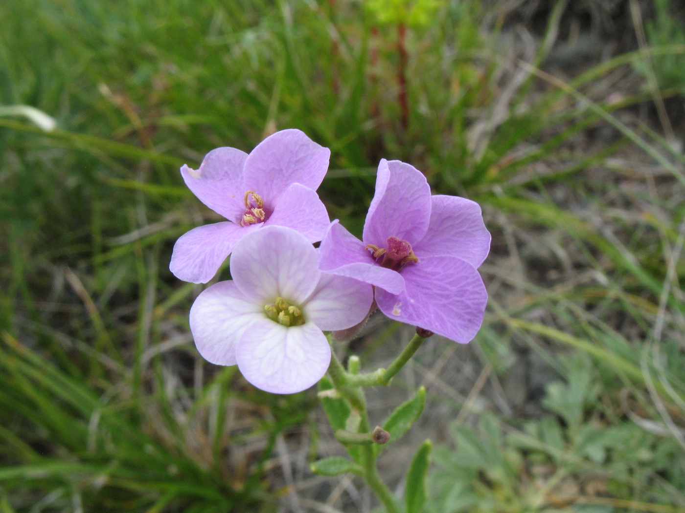 Image of Clausia aprica specimen.