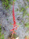 View full-size image Blitum virgatum