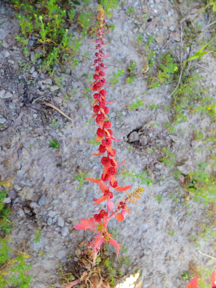 Image of Blitum virgatum specimen.