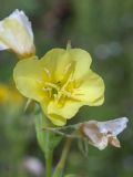 Oenothera biennis. Цветущий и отцветшие цветки. Псковская обл., Опочецкий р-н, 393 км шоссе М20, старая залежь. 14.07.2015.