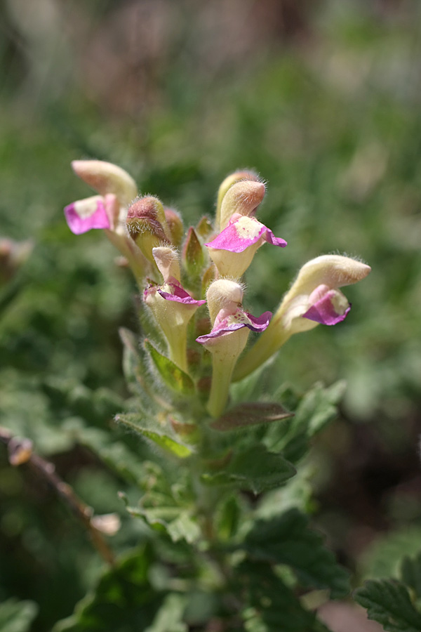 Изображение особи Scutellaria adsurgens.