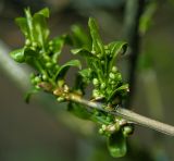 Euonymus europaeus. Ветвь с соцветиями и молодыми листьями. Московская обл., Раменский р-н, окр. дер. Хрипань, садовый участок. 11.05.2015.