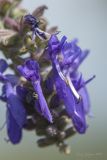 Salvia nutans. Часть соцветия. Крым, Бахчисарайский р-н, с. Танковое. 23.05.2014.