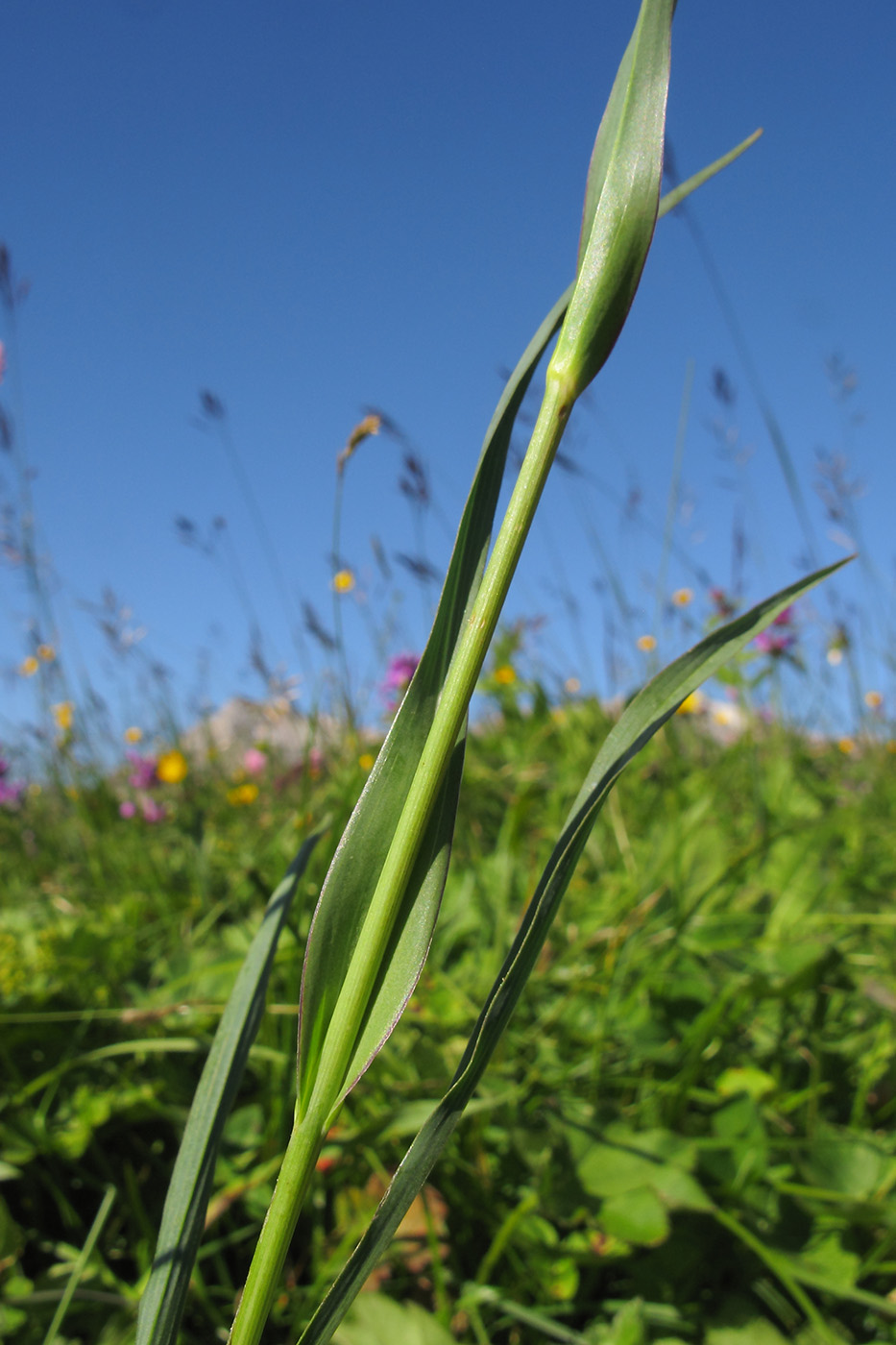 Изображение особи Tragopogon reticulatus.