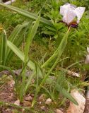Iris medwedewii