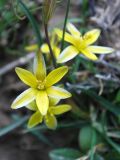 Image of taxon representative. Author is Тулкин Тиллаев