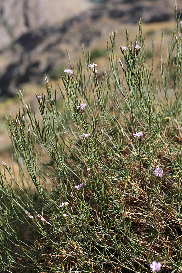 Image of Acantholimon alberti specimen.
