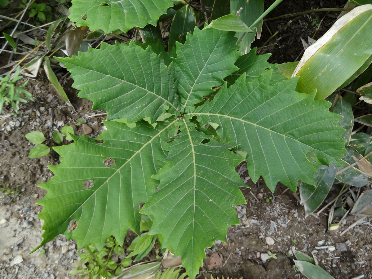 Изображение особи Quercus crispula.