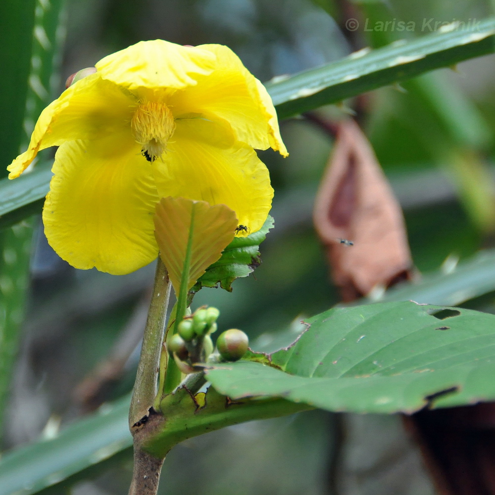 Image of Dillenia suffruticosa specimen.