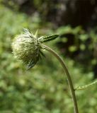 Alfredia acantholepis. Верхушка побега с соцветием. Кыргызстан, Нарынская обл., левый берег долины р. Нарын, долина руч. Бурган-Суу. 11.07.2015.