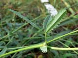 Sanguisorba officinalis. Часть побега. Челябинская обл., окр. г. Челябинск, Золотая горка, разнотравная поляна в берёзовом лесу. 26.08.2014.