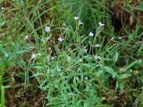 Epilobium palustre