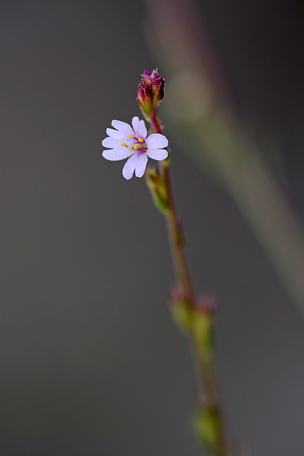 Изображение особи Leptorhabdos parviflora.