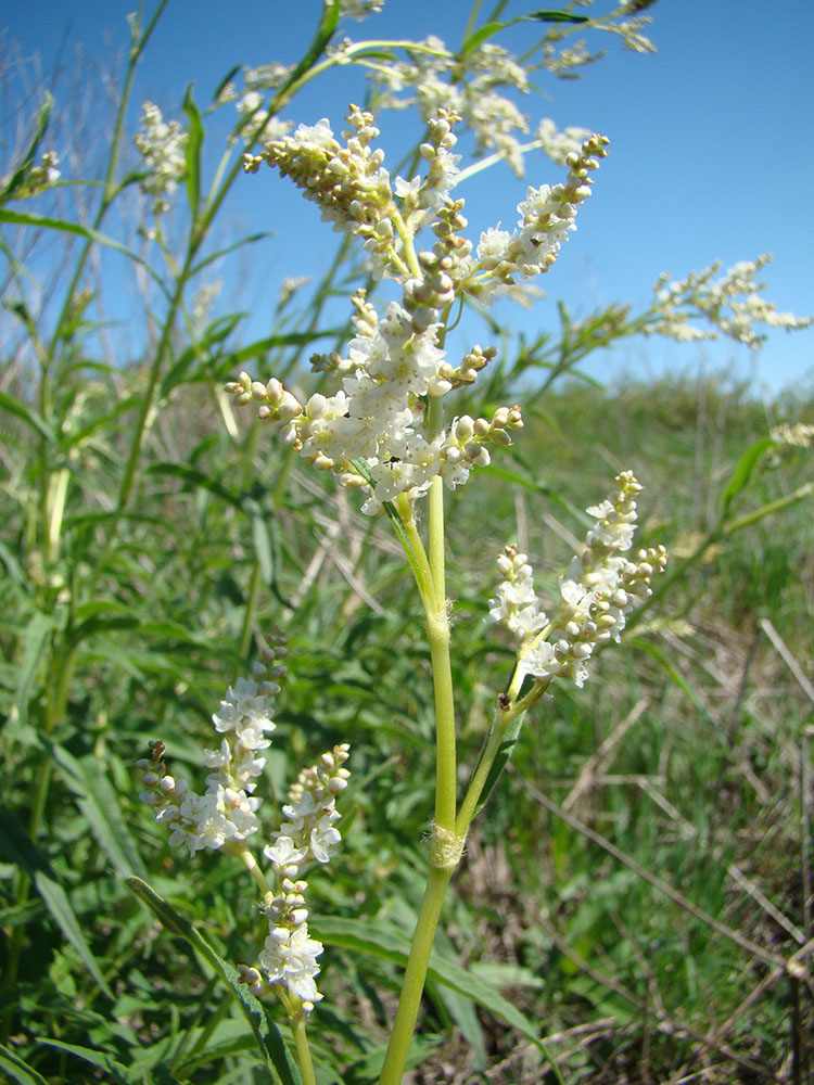 Изображение особи Aconogonon alpinum.