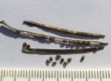 Image of taxon representative. Author is Сергей Банкетов