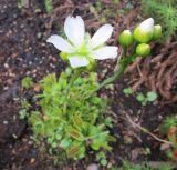 Dionaea muscipula